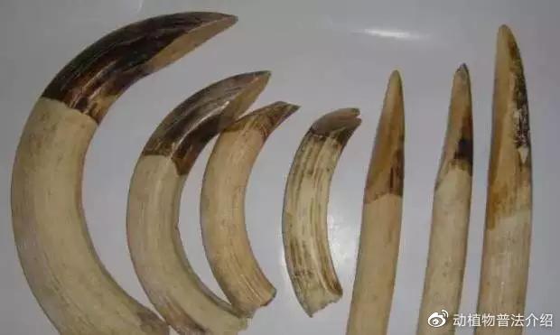 文玩流行的动物制品 (十种野生文玩)