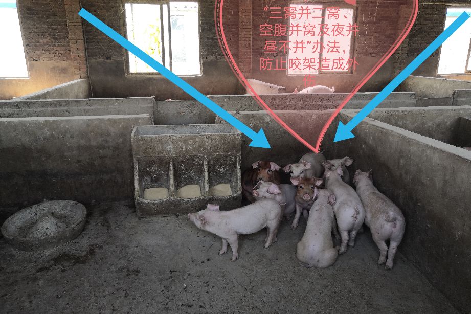 副猪嗜血杆菌的治疗,副猪嗜血杆菌病和链球菌保健预防