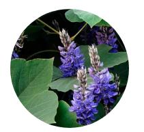 为什么说葛根粉越吃越漂亮,葛根粉怎么吃比较好