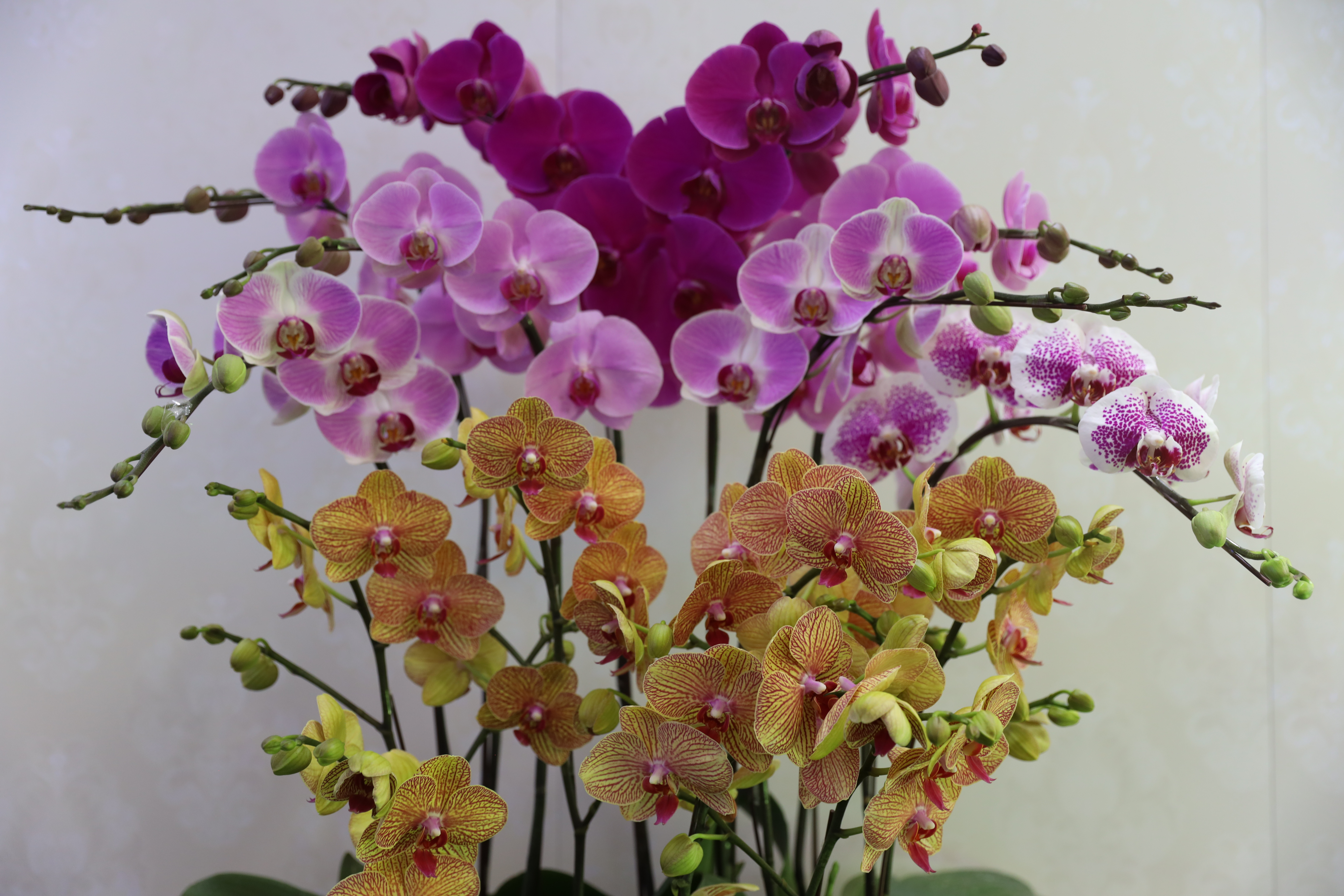 万亩蝴蝶兰基地批发直播,深圳最大蝴蝶兰种植基地