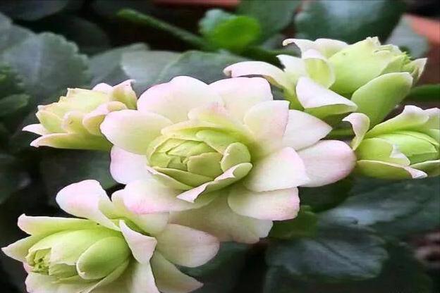 长寿花叶子一碰就掉是怎么回事,长寿花叶子一碰就掉怎么办