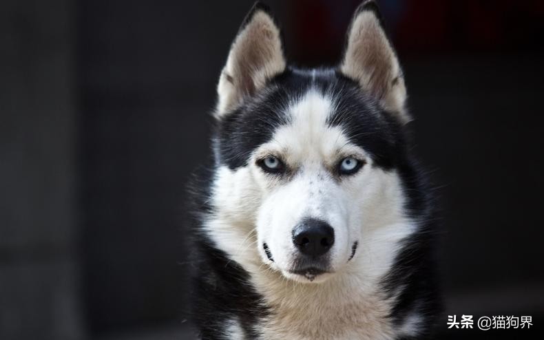 家有狗狗太吵闹5招让它不再叫,家里的狗狗有攻击性怎么办