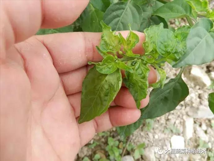 蔬菜得了病毒病会影响下一季吗,瓜果蔬菜病毒病害