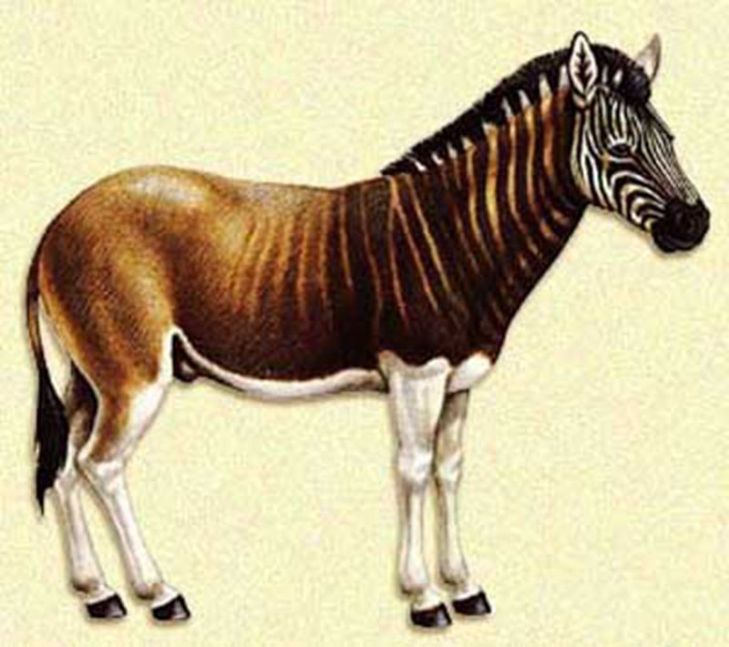 让人惊叹的动物有哪些,令人惊艳的17种动物绝对罕见