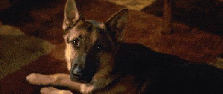 第1次想养纯种狗应该怎么挑,纯种狗和不纯种哪个好养