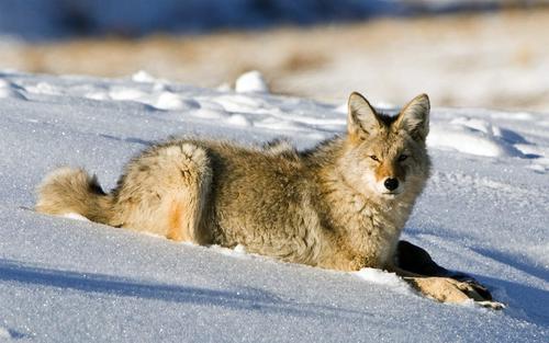 龙图腾和狼图腾的文化探讨,狼图腾的文化属性