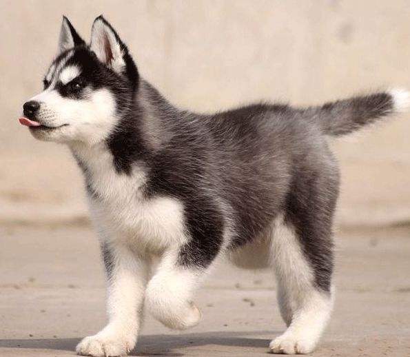 搞笑又可爱的狗子,萌到流鼻血宠物的搞笑可爱瞬间