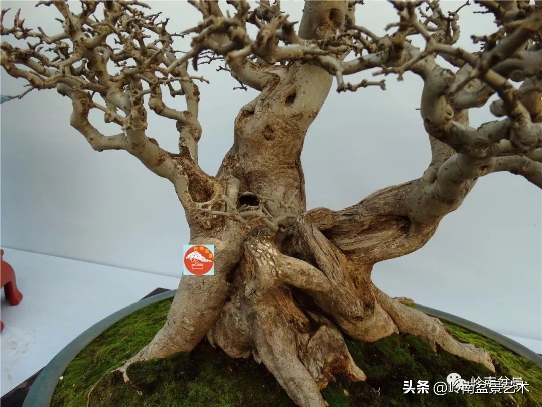 盆景对节白蜡是什么树,对节白蜡盆景是什么树