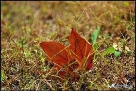 浅秋，静默，心似水