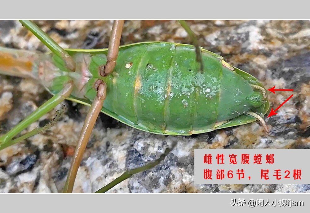 被铁线虫寄生了螳螂如何拯救,是不是每个螳螂都会被铁线虫寄生