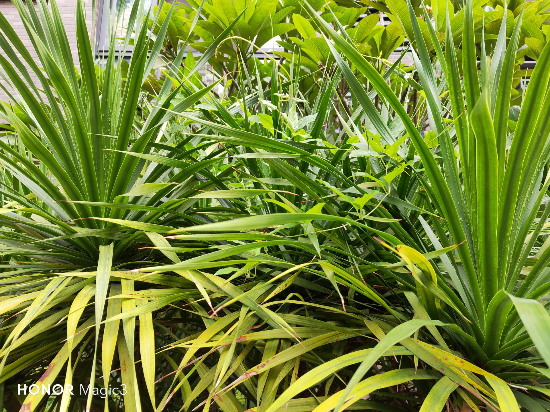 火龙还是冰龙？荣耀Magic3对比友商骁龙888、麒麟9000，结果意外