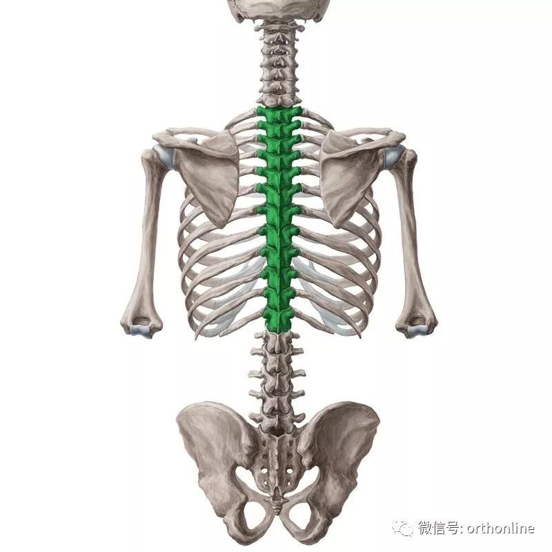 超全的脊柱功能解剖珍藏版,脊柱解剖的基本要点珍藏版
