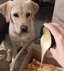 什么样才算纯种狗？纯种狗是怎么培育出来的？