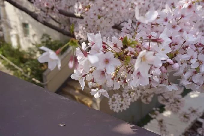日本的樱花又开了哦,日本樱花又开了是什么梗