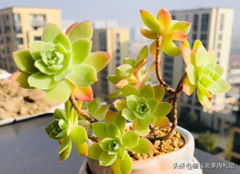 多肉上盆后一直不服盆怎么办,多肉阿伦培夏天上盆好服盆吗