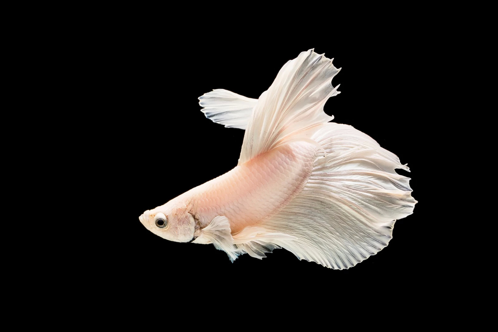 十大最好看的观赏鱼图片大全,十种最漂亮的观赏鱼图片