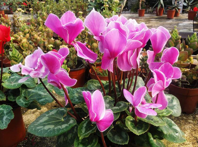 新房装修甲醛含量高的四种材料,室内去甲醛植物哪一种好