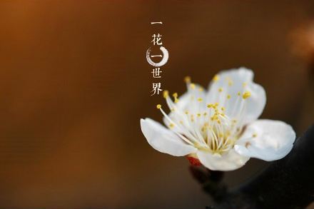 曼陀罗-植物界的美杜莎，她可以随意观赏，但请勿展现吃货本性