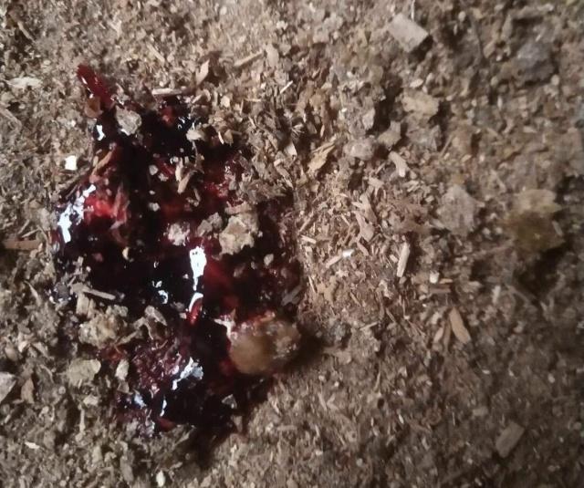 鸡球虫拉血便怎样止血,鸡拉血是什么原因用什么药