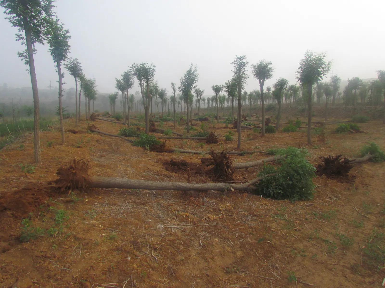 偷树贼落网了视频,偷树贼的故事100个