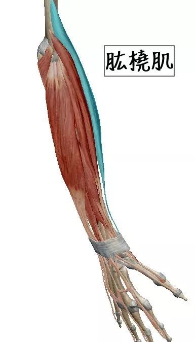 哑铃怎么练出小臂麒麟臂,锻炼大臂肌肉的方法在家就能练