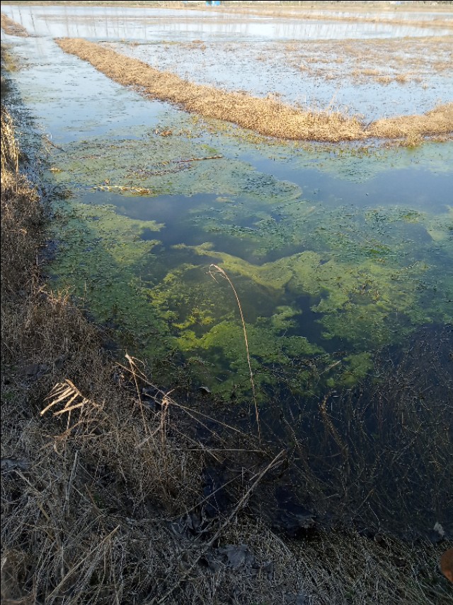 怎么消灭青苔且保障水质量,去除水中青苔的方法是什么