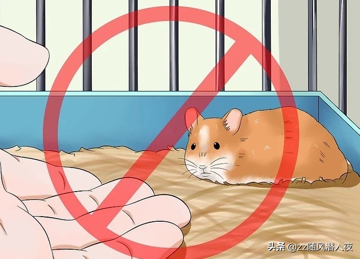 如何获得小仓鼠的信任,如何让小仓鼠信任你