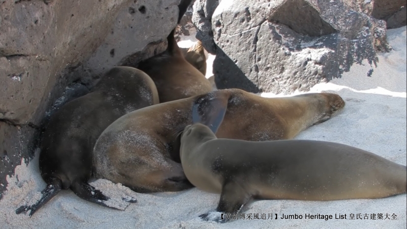世界上最长寿的象龟多少岁,迄今发现最长寿的龟