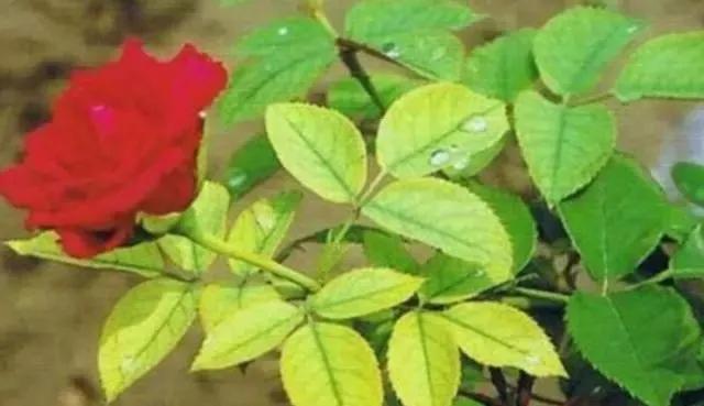 磷酸二氢钾养花怎么用最好,养花什么时候用磷酸二氢钾最合适