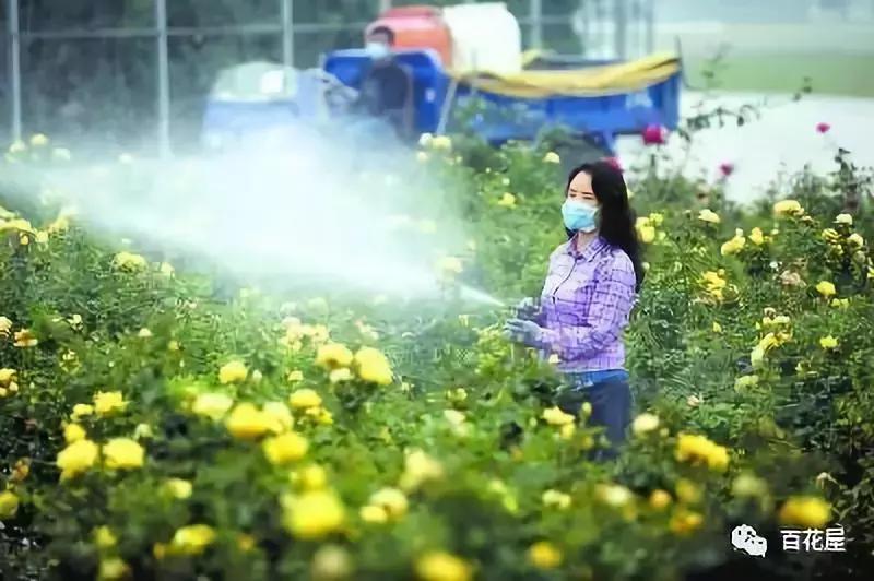 养月季花花叶发黄怎么办,养月季树枝全部干了怎么回事