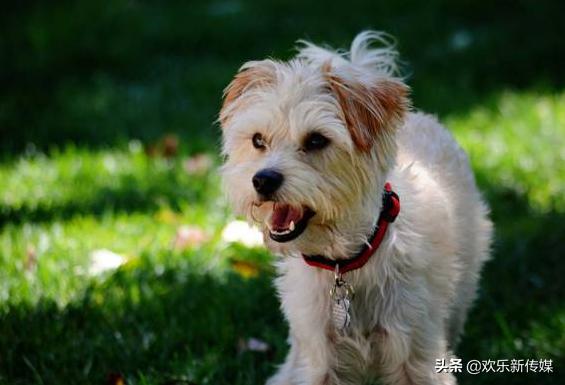 十种好养的宠物狗品种,100种可爱的狗