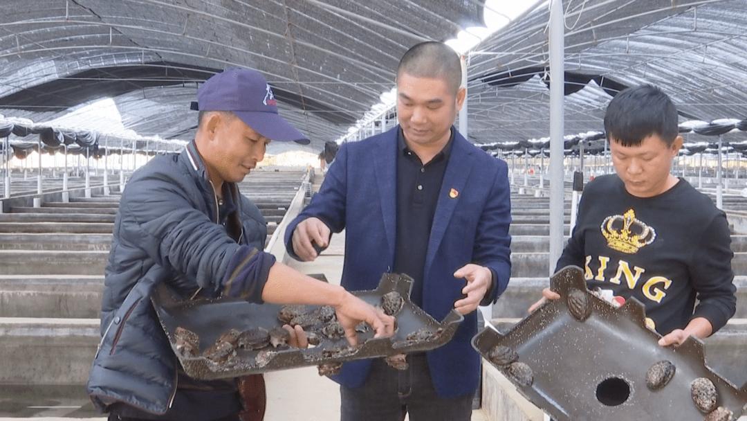 鲍鱼养殖致富经,养殖一亩鲍鱼利润