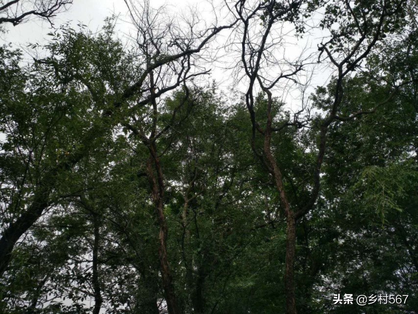 神奇古树奇观,神奇古树