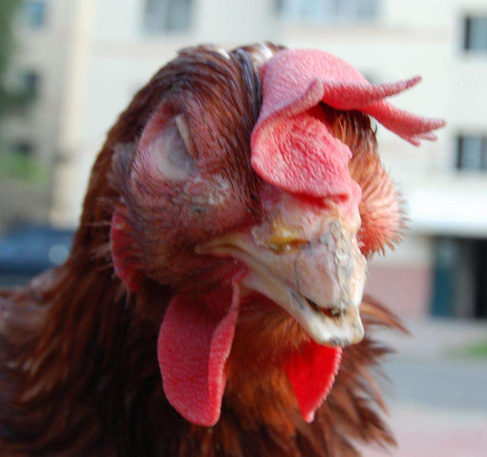 鸡子眼睛肿怎么治疗,鸡肿眼睛和张口呼吸怎么治