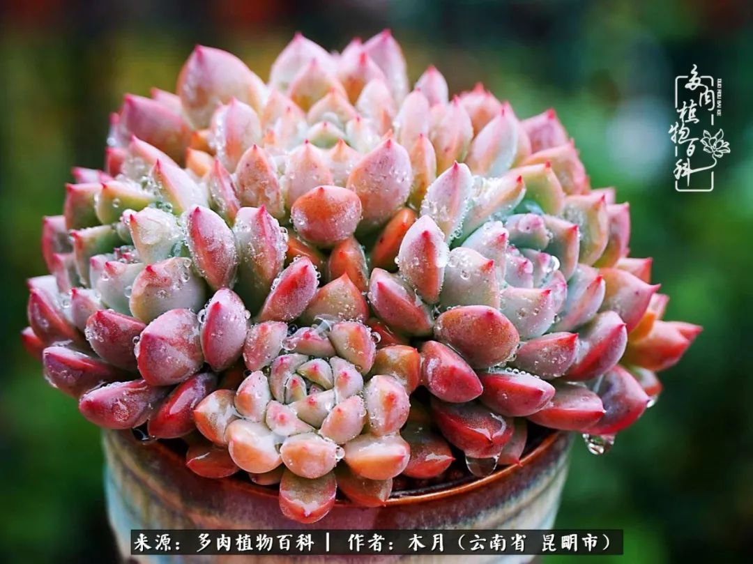 浅冬多肉，终有美好在等候