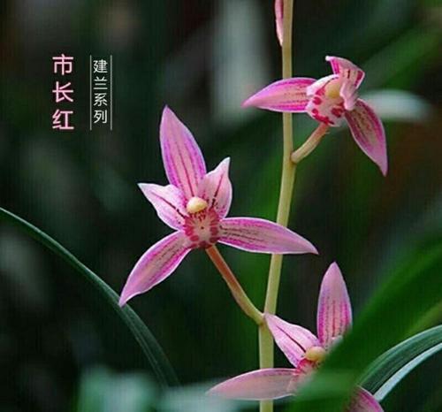 兰花名贵品,兰花极品叫什么名字