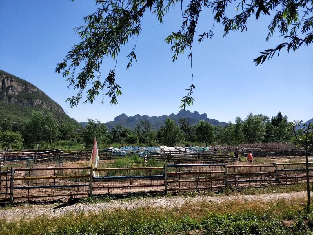 石家庄豌豆农场门票,豌豆农场井陉