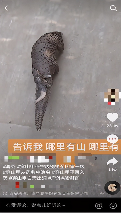 抖音加入打击网络野生动植物非法贸易全球互联网企业联盟