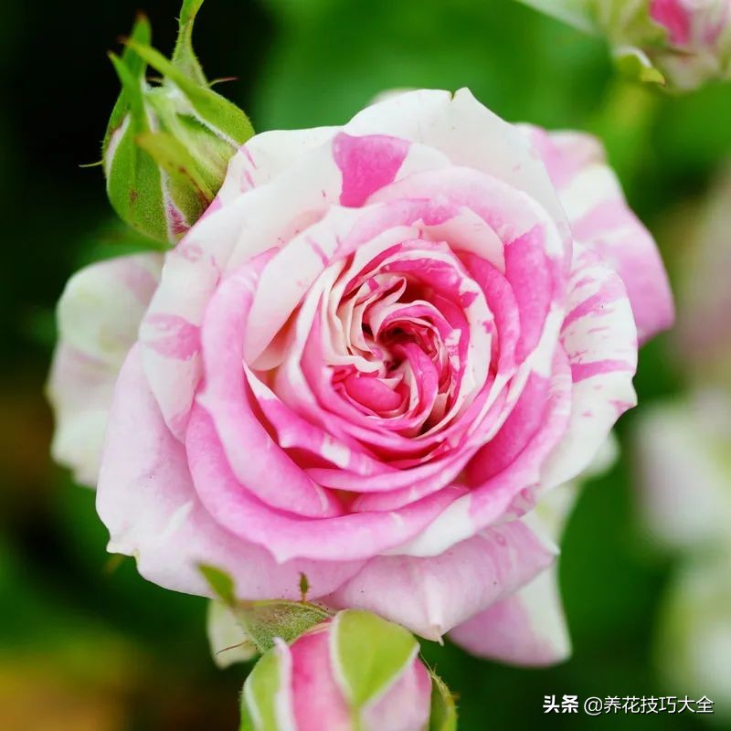 四季开花的月季又香又好养有几种,最漂亮10种盆栽月季