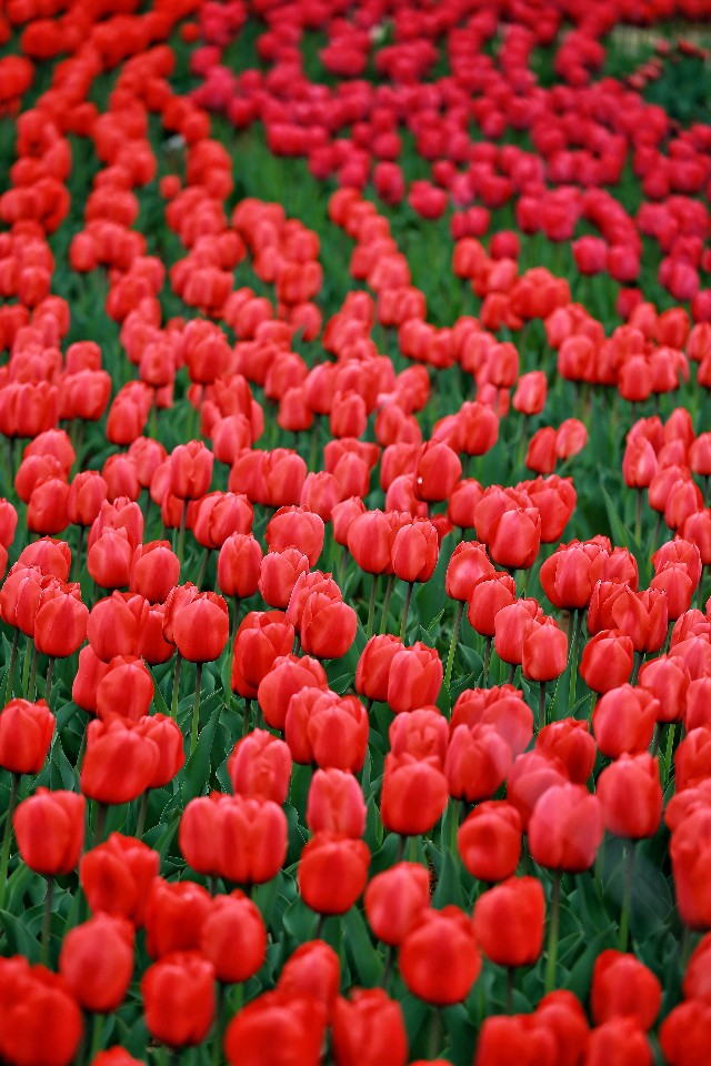 高雅郁金香鲜花图片,郁金香高雅脱俗