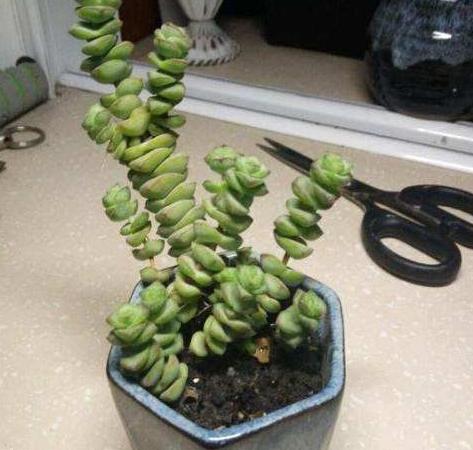 秋天怎么养钱串？4点养护小常识，助你收获满盆小铜钱