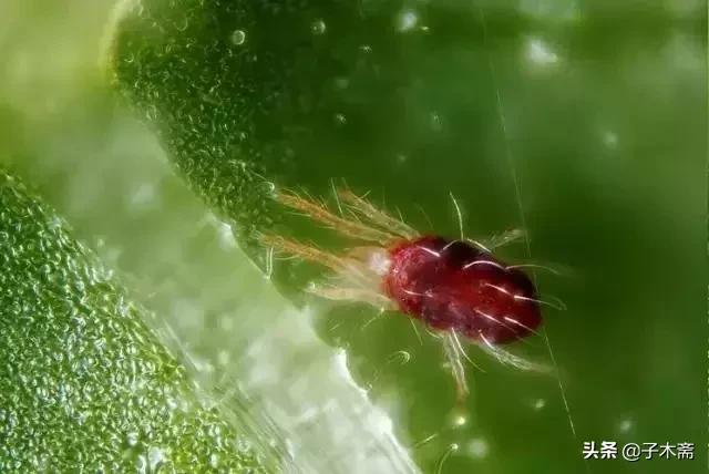 柑橘大实蝇和柑橘小实蝇常规虫害,柑橘虫害高清图谱及防治方法