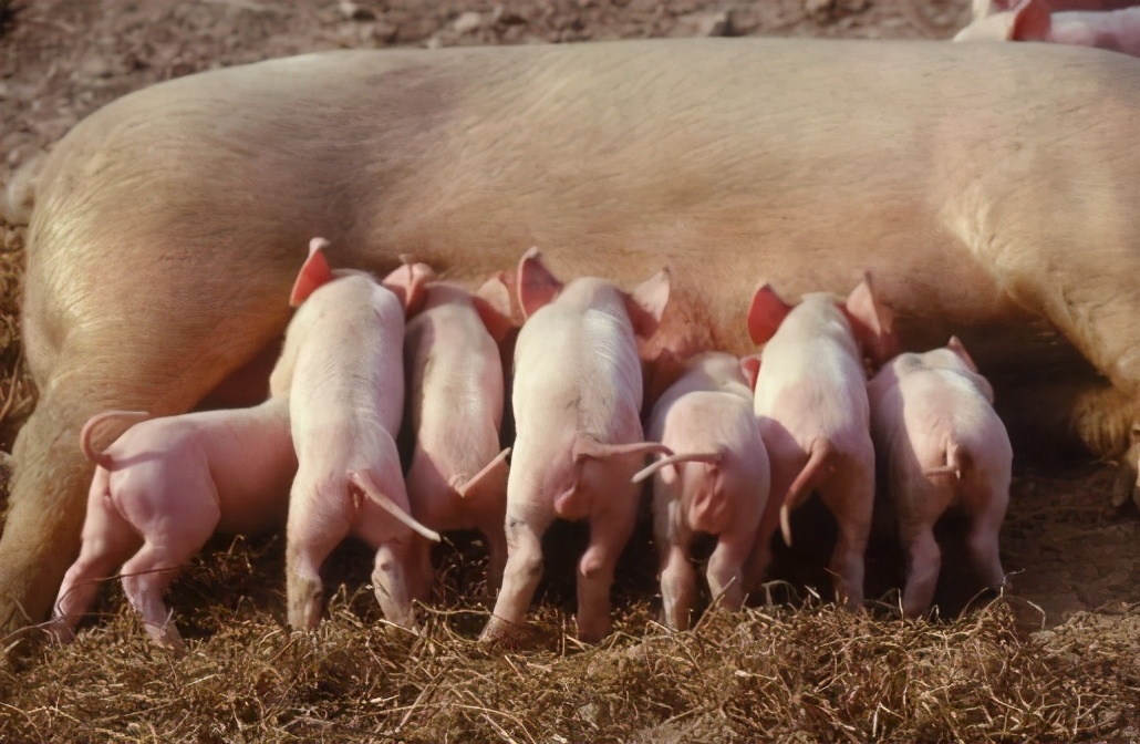 河南大型养猪企业有哪些,河南省前十名猪场