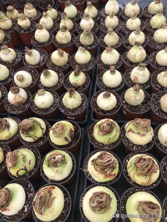 朱顶红阿弗雷爆盆,朱顶红多大口径盆合适