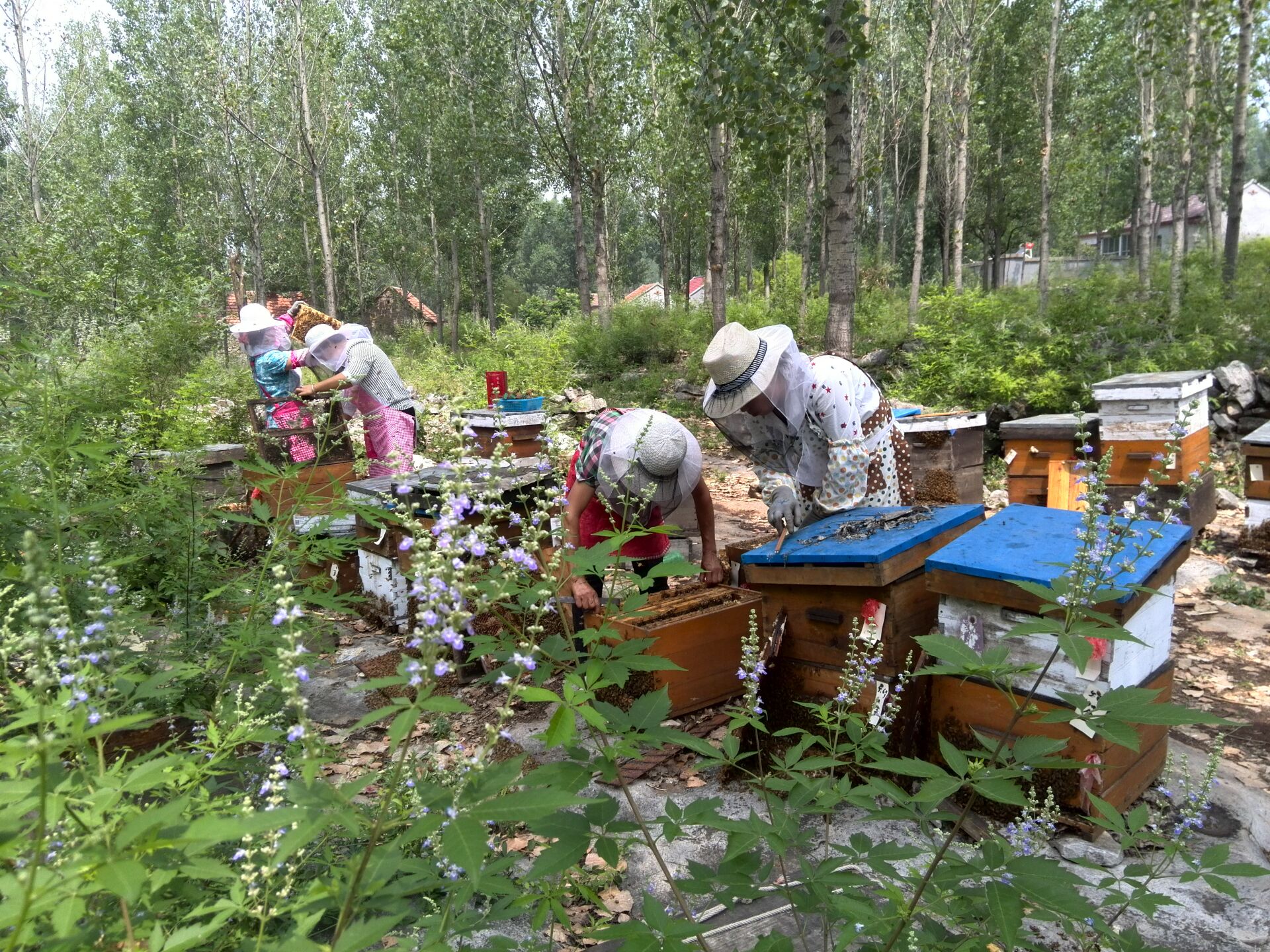 高效生态农业规模化,高效生态农业项目简介