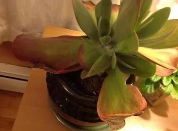 夏天温度高多肉怎么办,高温天气多肉处理方法视频