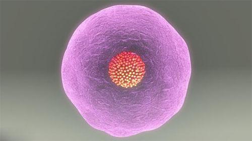 多囊卵巢综合征雄激素高能怀孕吗,多囊卵巢综合征怀孕怎么避免胎停