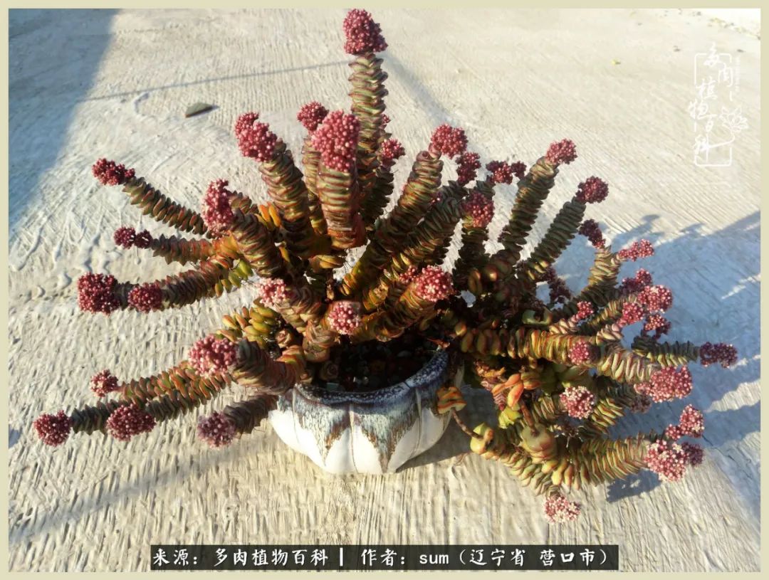 养多肉是一个很治愈的过程,养多肉是一种爱