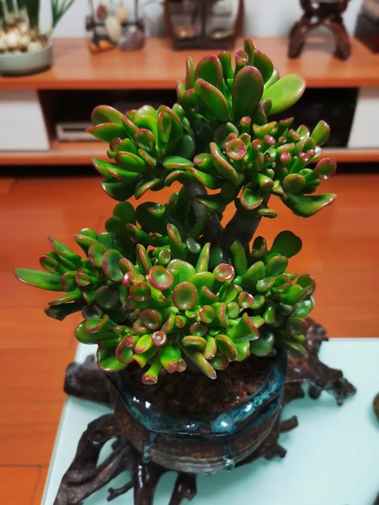 多肉砍头的怎么养,多肉怎么砍头才能爆发