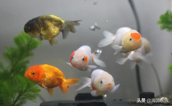 古代养金鱼的容器有什么讲究,家庭养金鱼都需要什么讲究